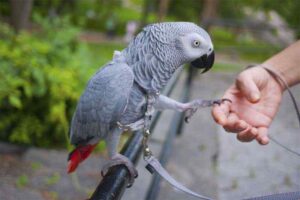 8 Best Talking Birds That Can Easily Learn to Speak
