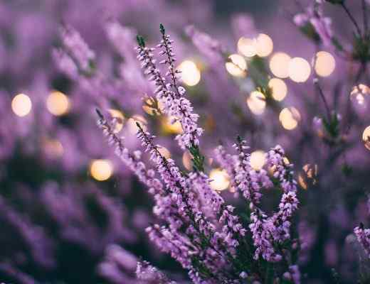 Best Lavender Perfumes & Fragrances for Men and Women in 2021