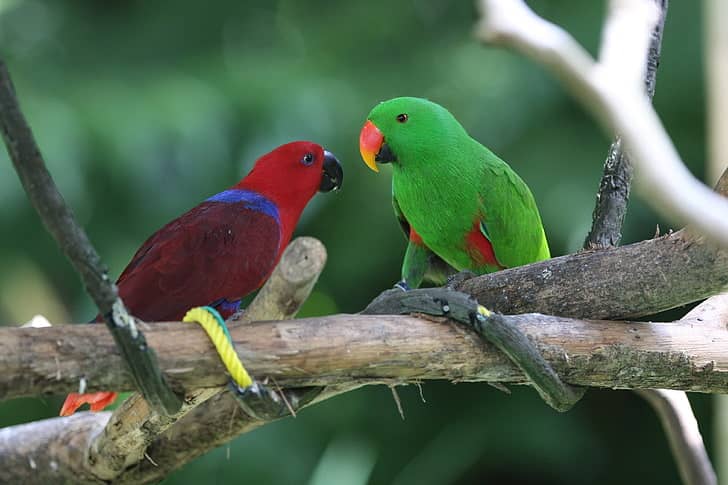 Great Eclectus