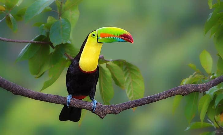 Keeled Toucan