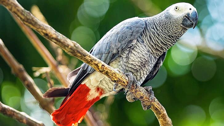 The African Gray Parrot