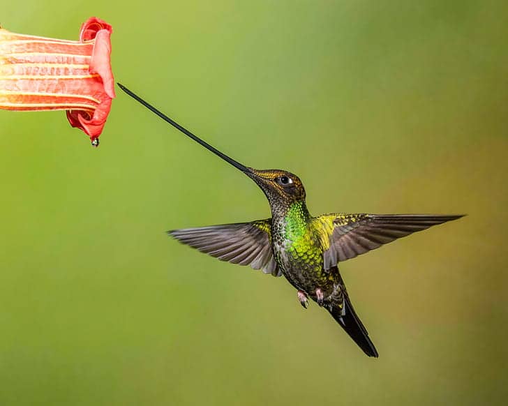 Swordtail Hummingbird